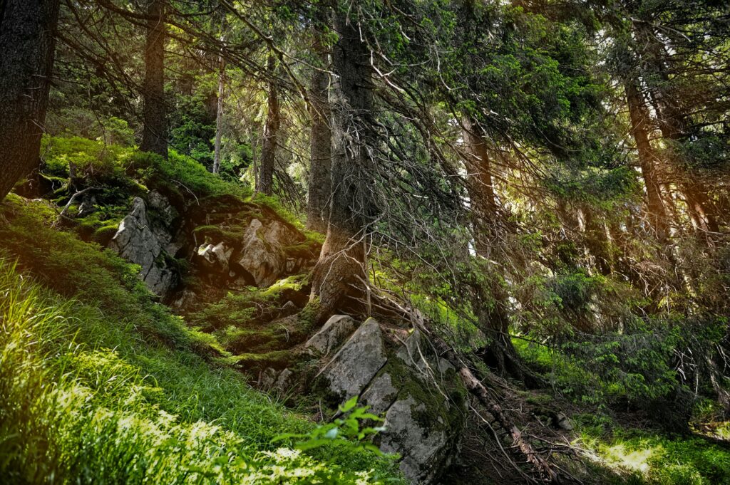 Forest landscape with sunbeams, mossy trees and stones